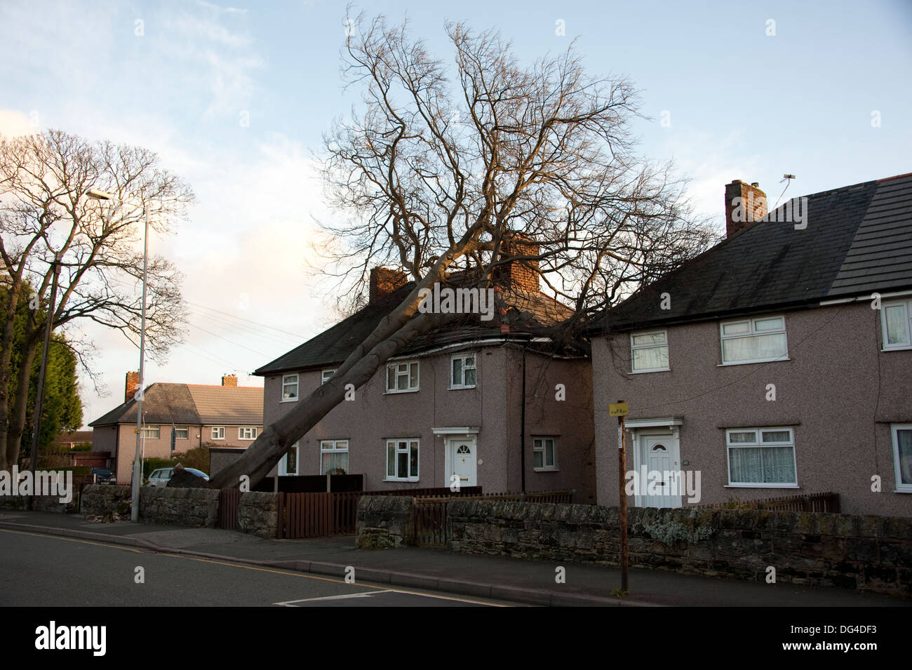 Riesige große Baum gefallen stürzte auf Haus im Sturm Dach schwer beschädigt Stockfoto Riesige große Baum gefallen stürzte auf Haus im Sturm Dach schwer beschädigt Stockfoto