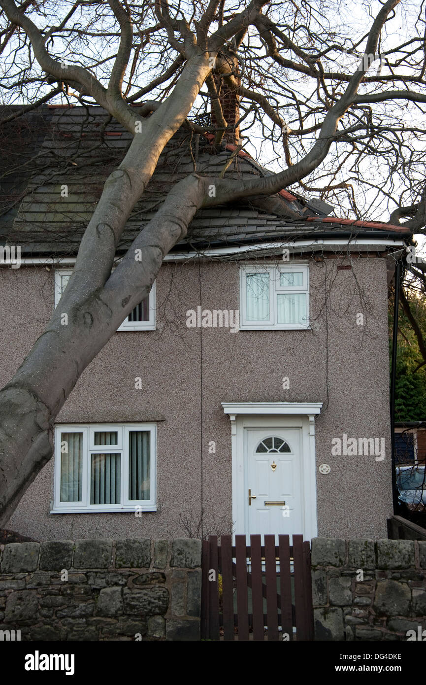 Riesige große Baum gefallen stürzte auf Haus im Sturm Dach schwer beschädigt Stockfoto Riesige große Baum gefallen stürzte auf Haus im Sturm Dach schwer beschädigt Stockfoto