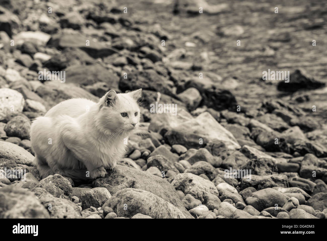 weiße Katze Katze essen nahe dem Meer in Monochrom warten Stockfoto