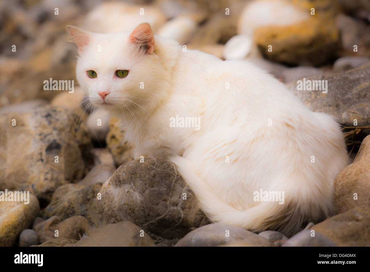 weiße Katze Katze essen nahe dem Meer in Weichzeichner warten Stockfoto