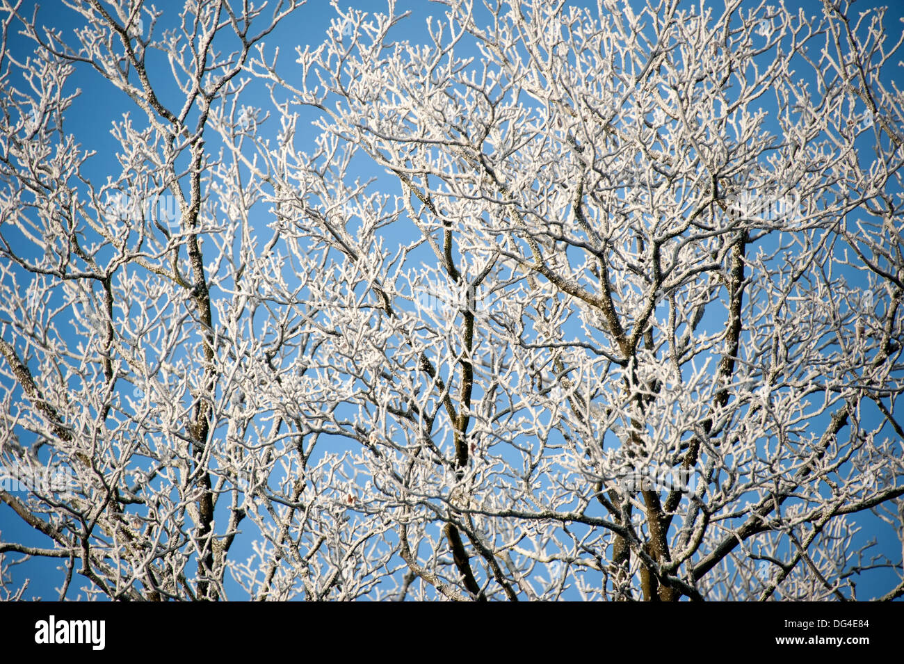 Frostige Baum Zweige beladene Zweige kalten blauen Winterhimmel Stockfoto