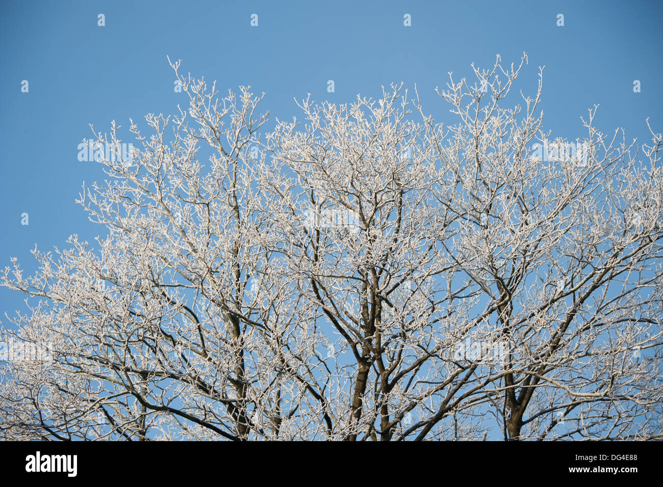 Frostige Baum Zweige beladene Zweige kalten blauen Winterhimmel Stockfoto