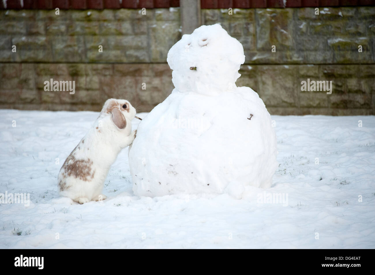 Lop eared weiße Kaninchen im Winter Schneemann bauen Stockfoto
