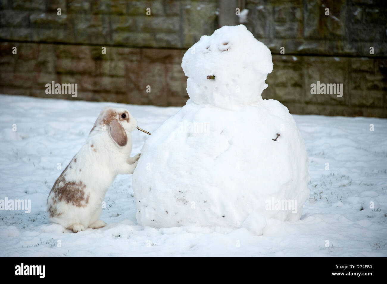 Lop eared weiße Kaninchen im Winter Schneemann bauen Stockfoto