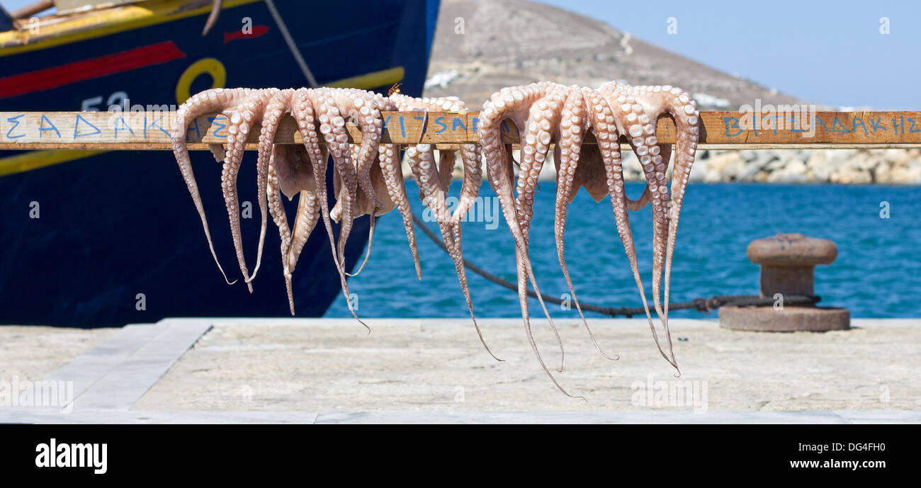 trocknende Krake Stockfoto