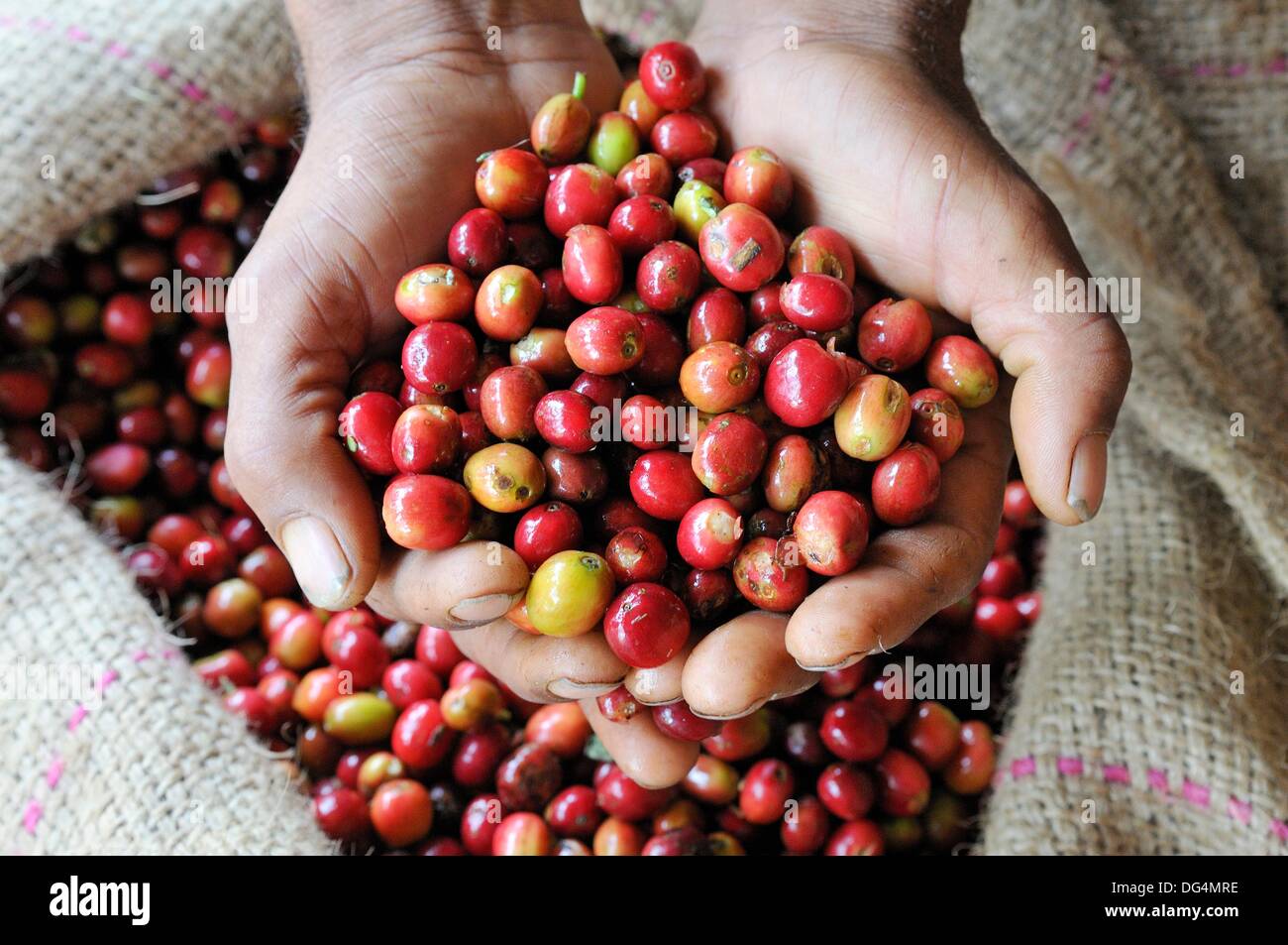 frische rote Kaffeebeeren in eine Handfläche, Jimma, Kaffa Region, Bono, Äthiopien, Afrika Stockfoto