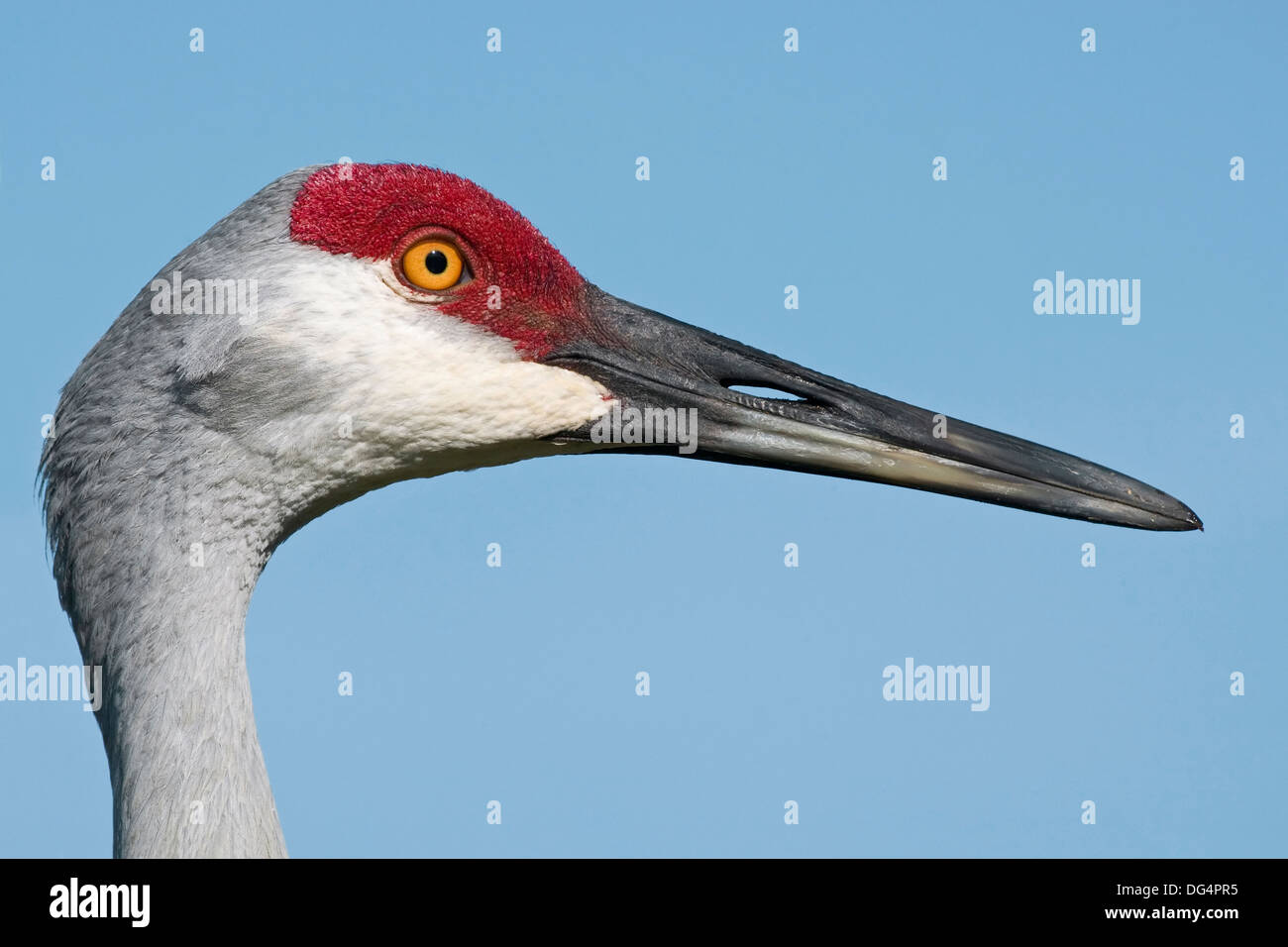 Sandhill Kran - Grus canadensis Stockfoto