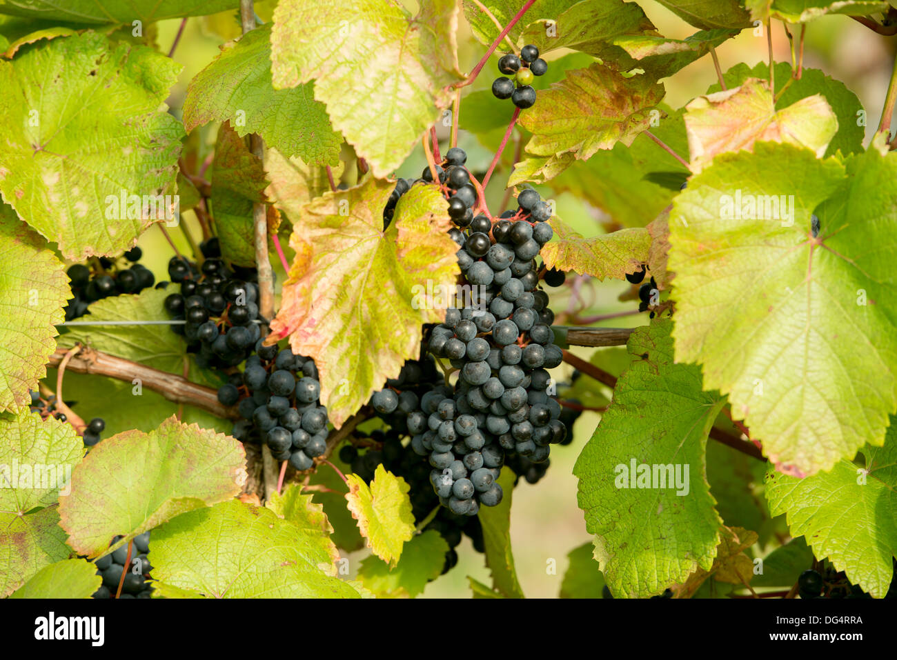 rot Rondo Trauben sitzen auf Reben während der Erntezeit im familiär geführten Redyeates Weinberg in der Nähe von Crediton, Devon Stockfoto