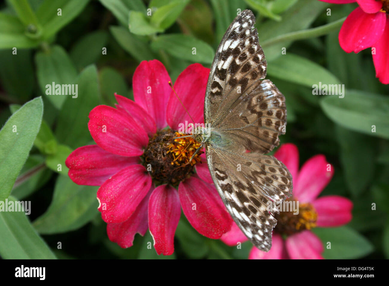 Pyrgus Malvae auf eine Blüte Stockfoto