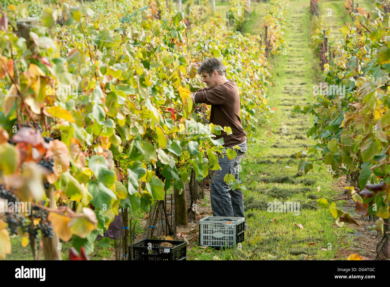 Die Stapley Familie sammelt die Jahre Trauben Ernte um Wein bei ihrer familiär geführtes Redyeates Weinberg in der Nähe von Crediton, Devon Stockfoto