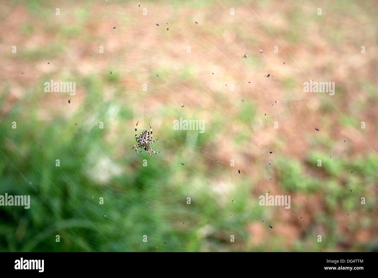 Gartenkreuzspinne (Araneus Diadematus) auf Spinnennetz mit Insekten Stockfoto