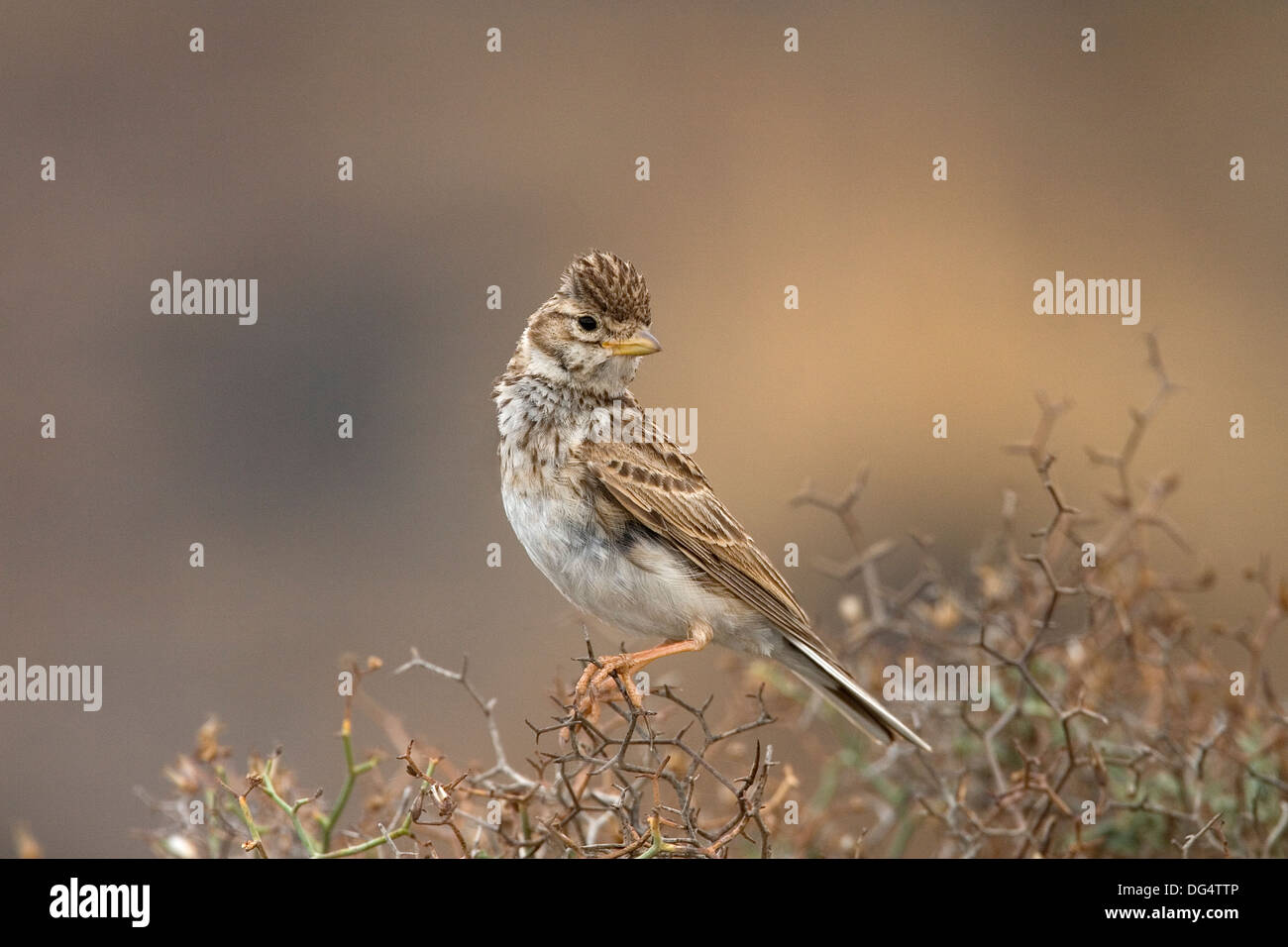 Geringerem Schlangenadler Lark - Calandrella saniert Stockfoto