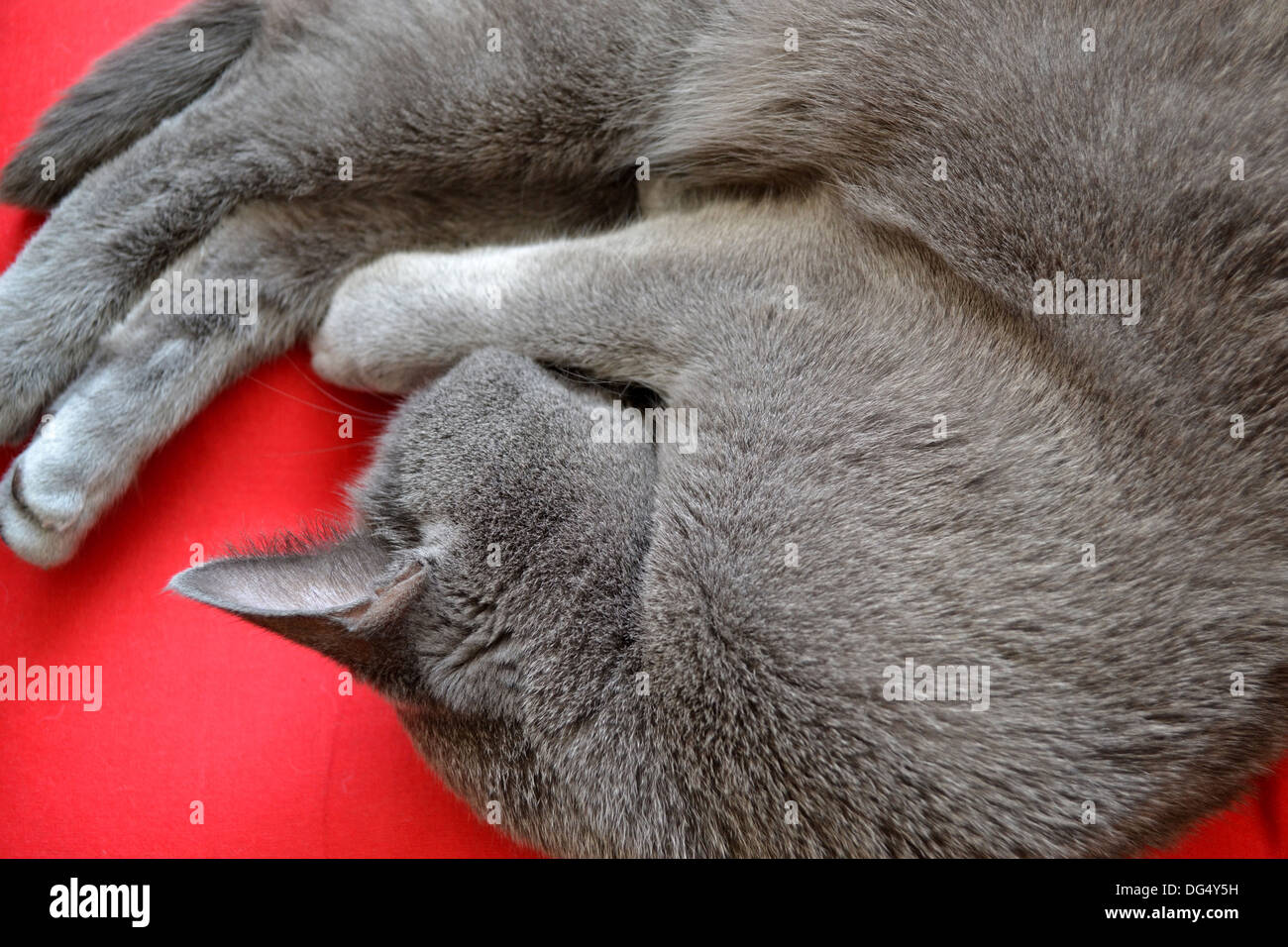 Russisch Blau Katze zusammengerollt schlafen Stockfoto