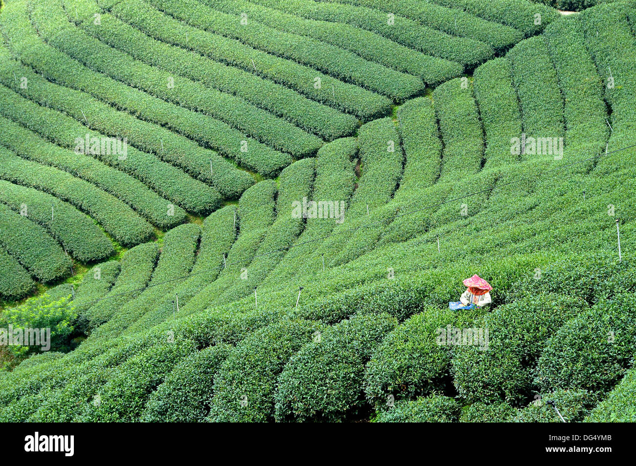 Teefeld in Zentraltaiwan Stockfoto