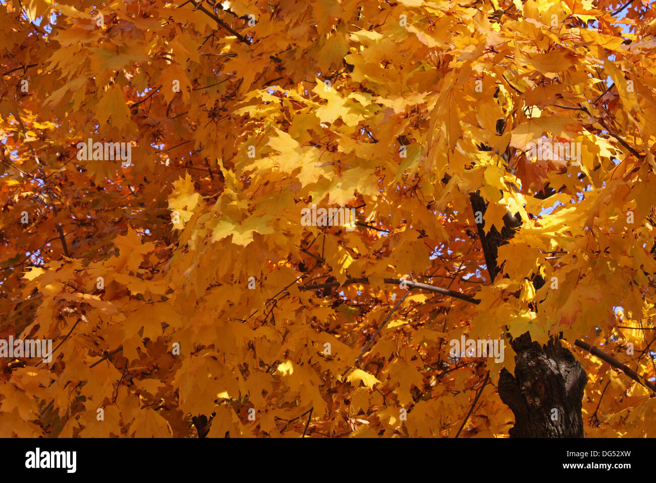 Ahorn Baum Laub im Herbst Stockfoto