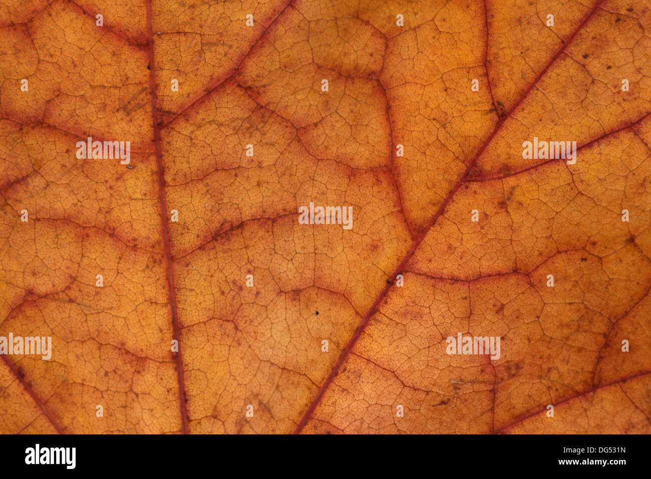 Nahaufnahme eines trockenen Ahorn Blatt Textur Stockfoto