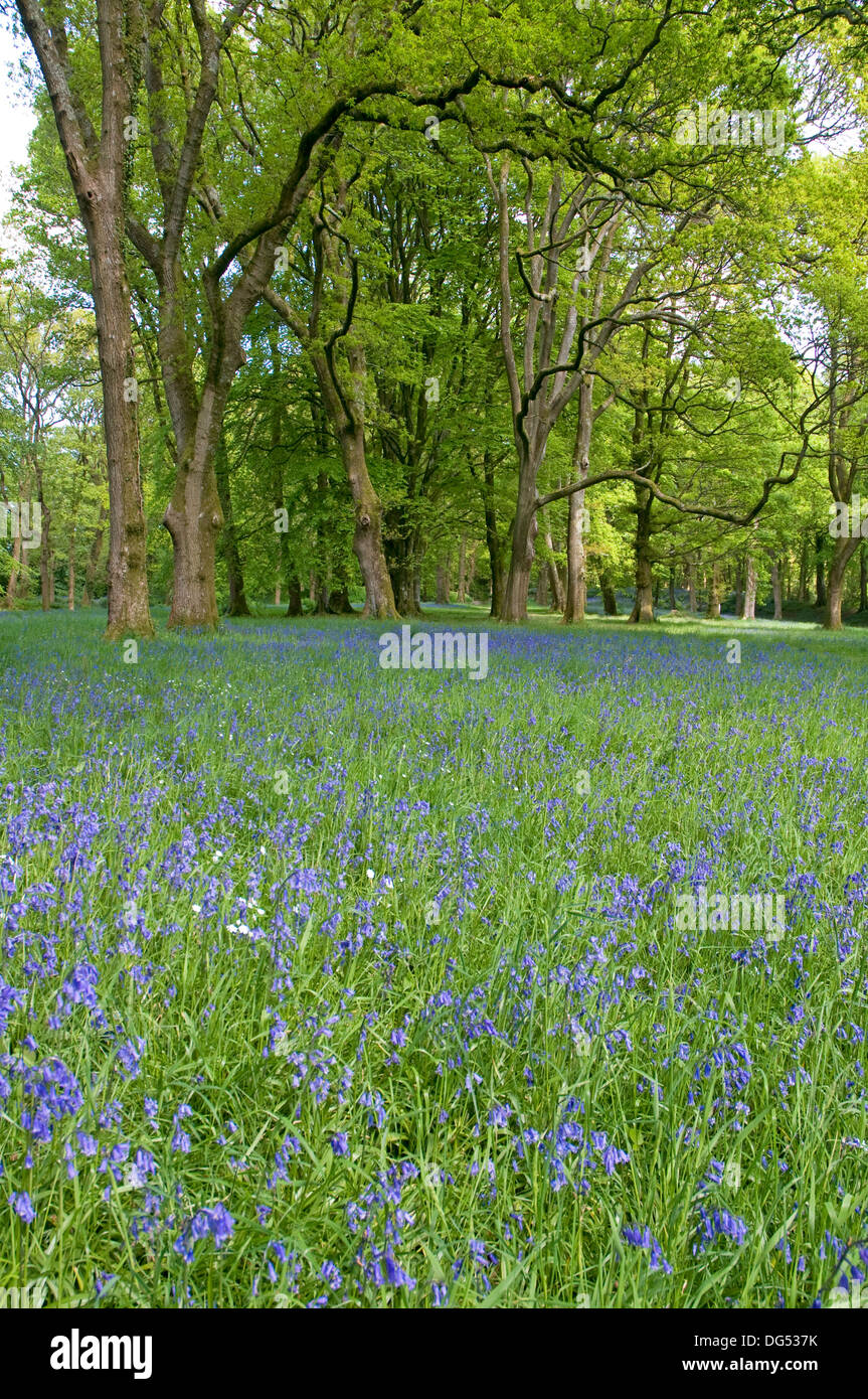 Frühling-Glockenblumen schmücken Blackbury Camp, einem alten Burgberg in der Nähe von Seaton im Südosten Devon Stockfoto