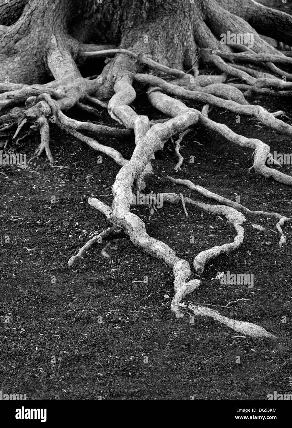 Wurzeln von alten Kiefern, die sich über den Boden schlängelt Stockfoto