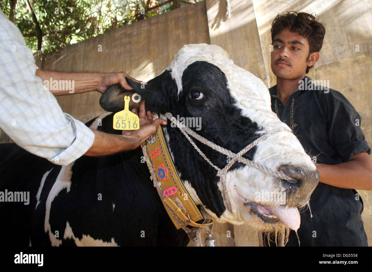 Menschen Schlaganfall ein Opfertier als Muslim für den bevorstehenden Eid al-Azha Urlaub in Karachi auf Montag, 14. Oktober 2013 vorbereiten. Muslime auf der ganzen Welt feiern Eid-al-Azha die markiert das Ende des Hadsch. Muslim wird Schlachtung, Schafe, Ziegen, Kühe und Kamele zum Gedenken an den Propheten Abrahams Bereitschaft, seinen Sohn Ismail auf Gottes Befehl über die islamischen Opfern Kalender 10 Zil-Hijjah. Stockfoto