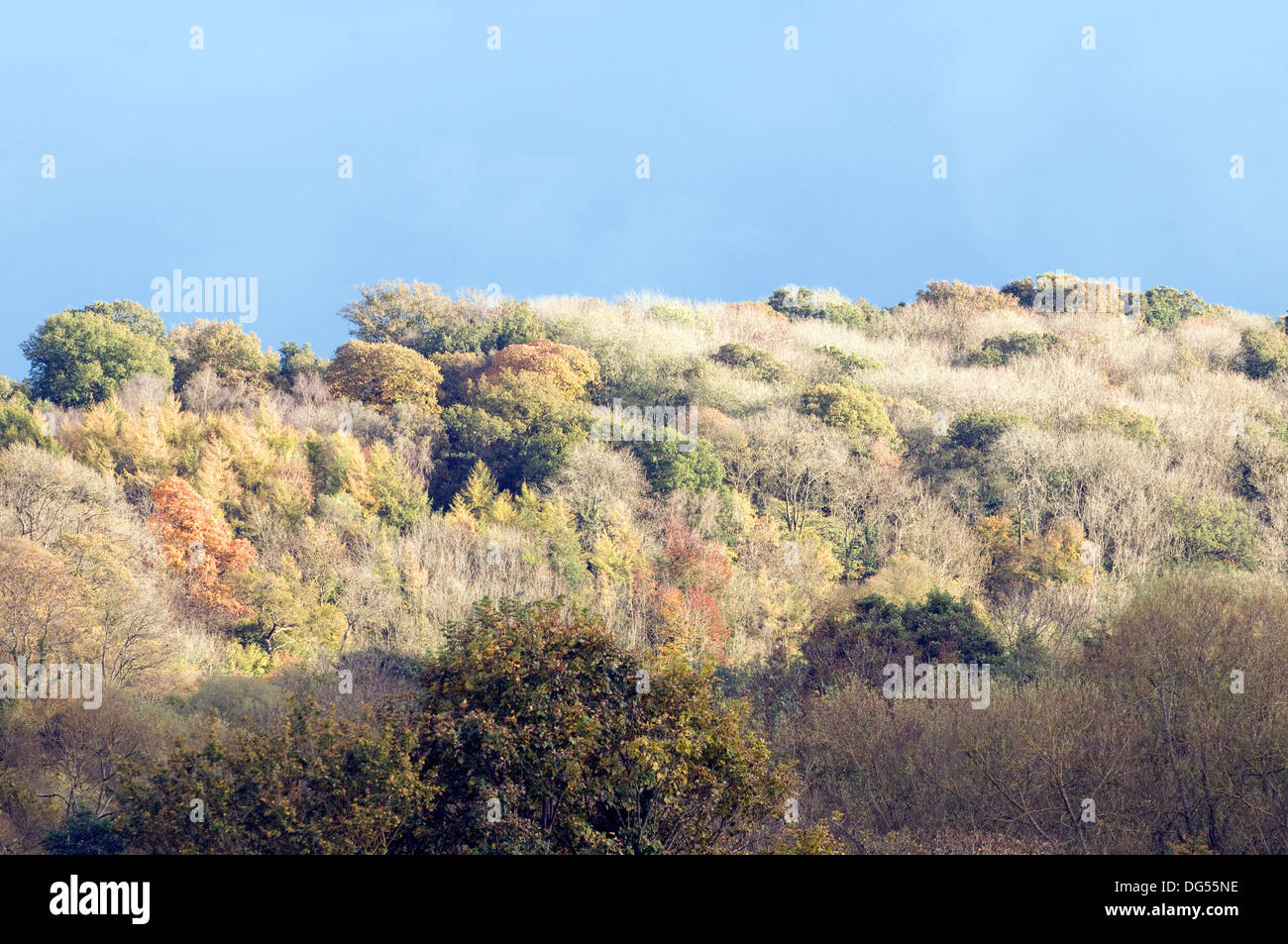 Wald Sonne Bäume herbstlichen Ländliches Motiv bewölkt sonnenverwöhnten Skyline Farleigh Hungerford Manor Wiltshire South West England Stockfoto