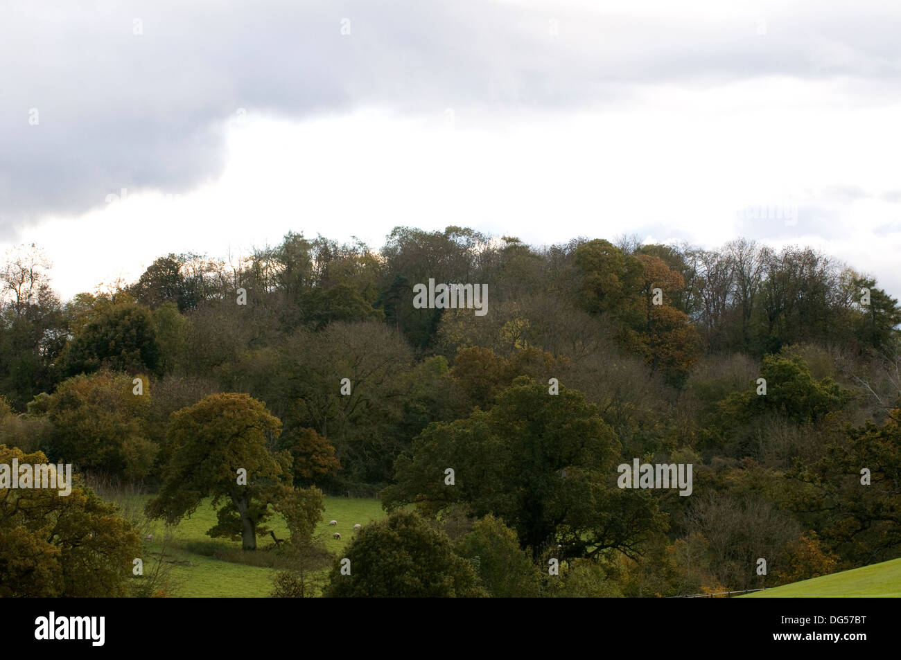 Parkland, Wald Weide Farleigh Hungerford Manor Wiltshire South West England Großbritannien Stockfoto