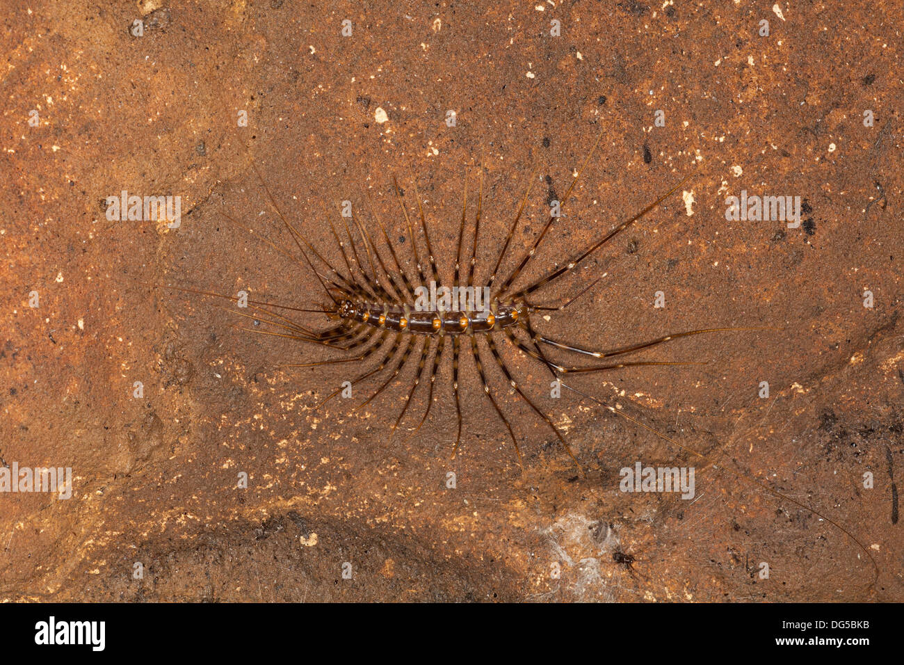 Felsenfüße in der Höhle (Scutigera sp.) in Borneo, Malaysia Stockfoto