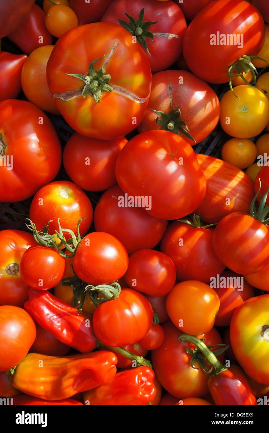 Chili, Paprika und Tomaten Ernte in einer offenen box Stockfoto