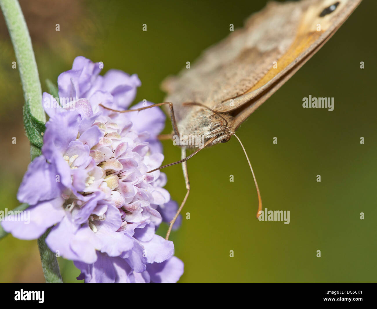Wiese braun Schmetterling Fütterung auf Witwenblume. Stockfoto