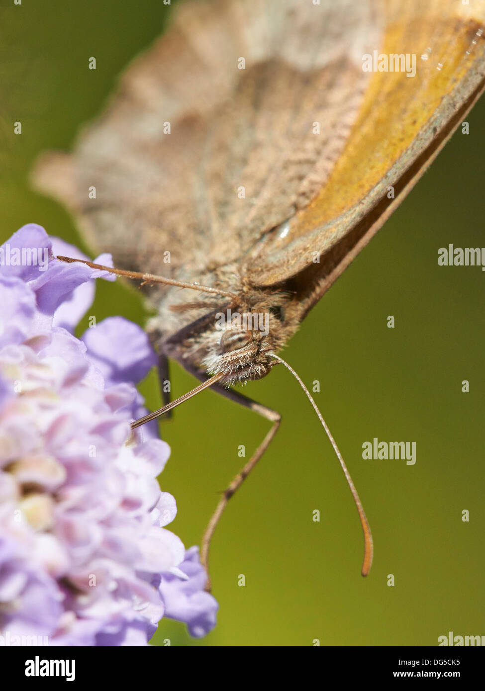 Wiese braun Schmetterling Fütterung auf Witwenblume. Stockfoto
