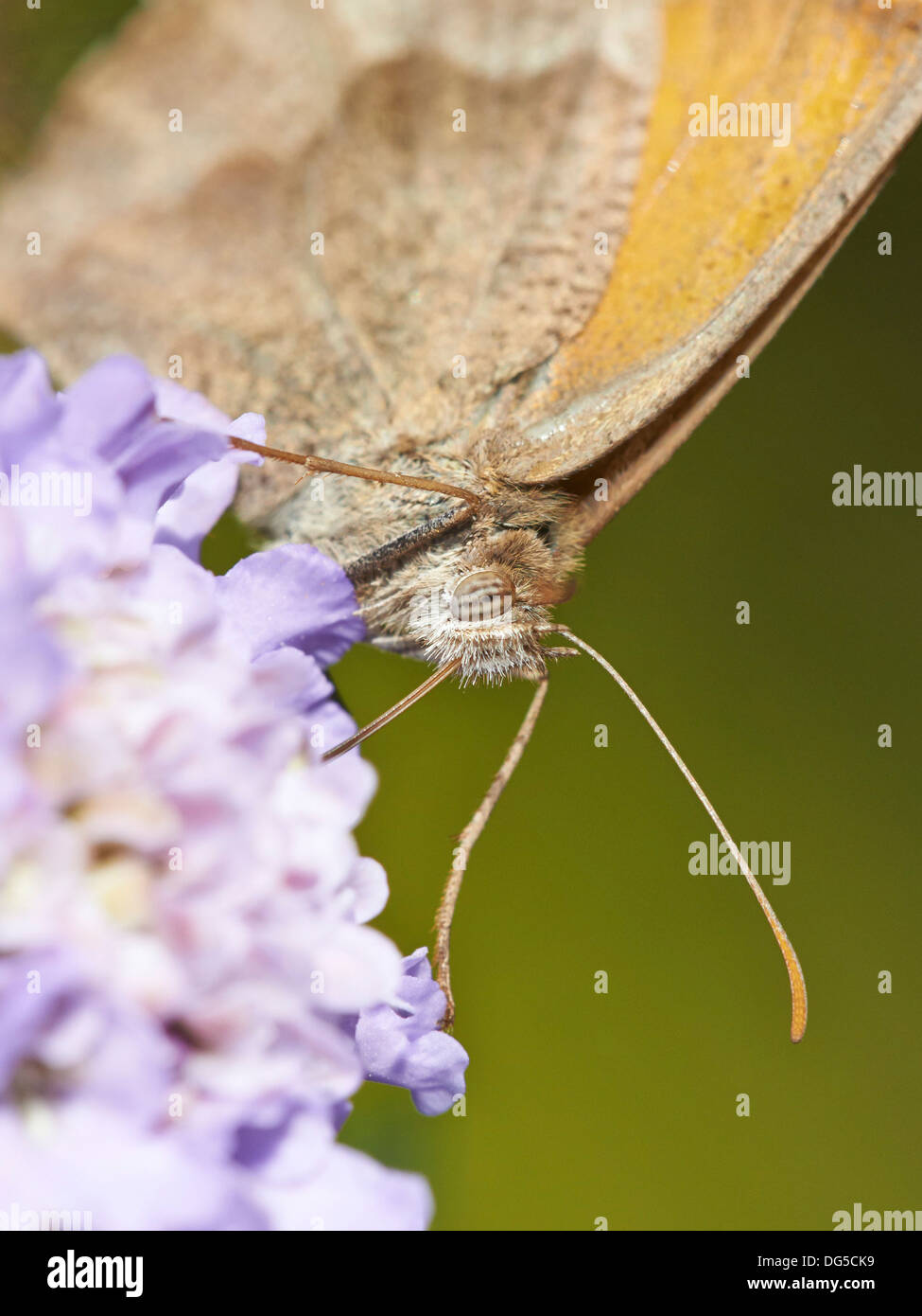 Wiese braun Schmetterling Fütterung auf Witwenblume. Stockfoto