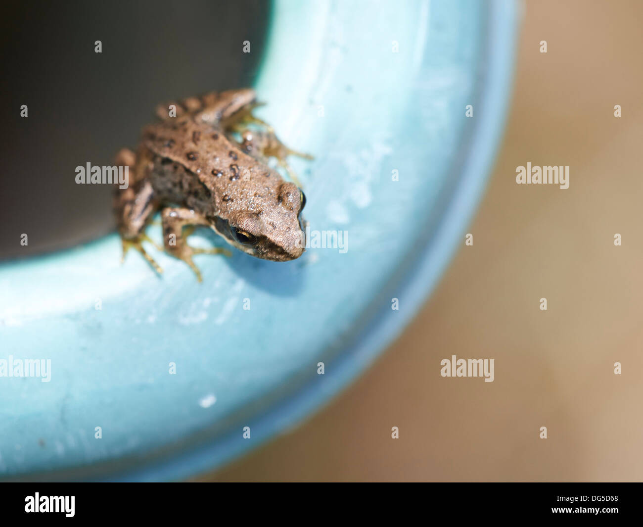 Grasfrosch - juvenile. Stockfoto