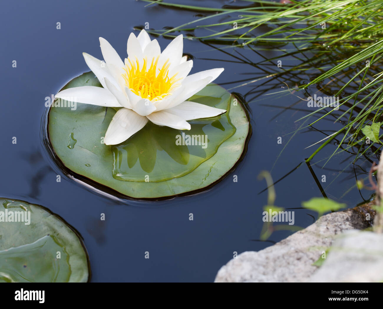 Seerose auf See Stockfoto