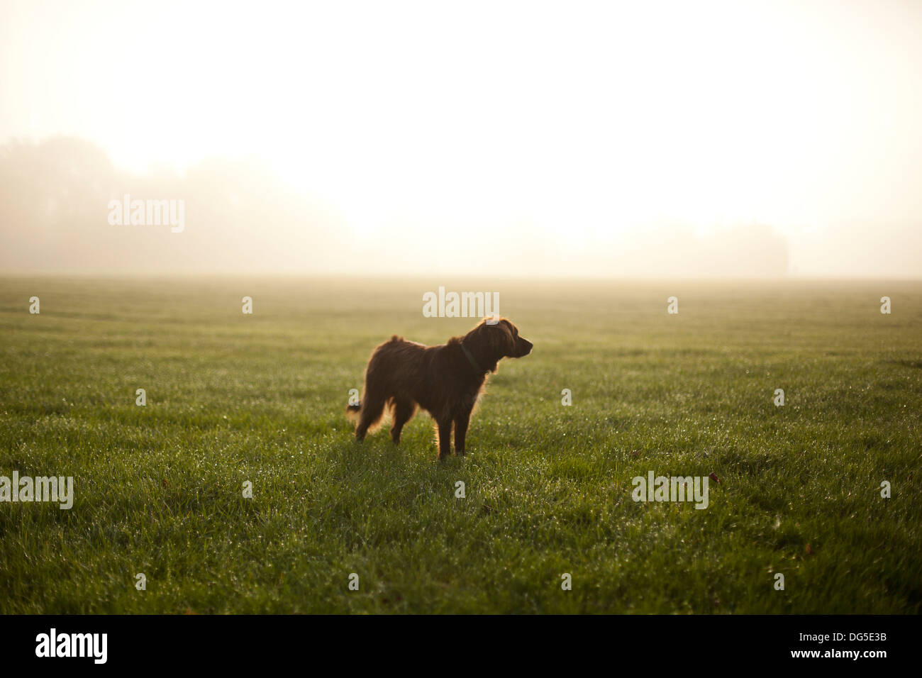 Ein Hund auf einem Spaziergang in Exeter in Großbritannien Stockfoto