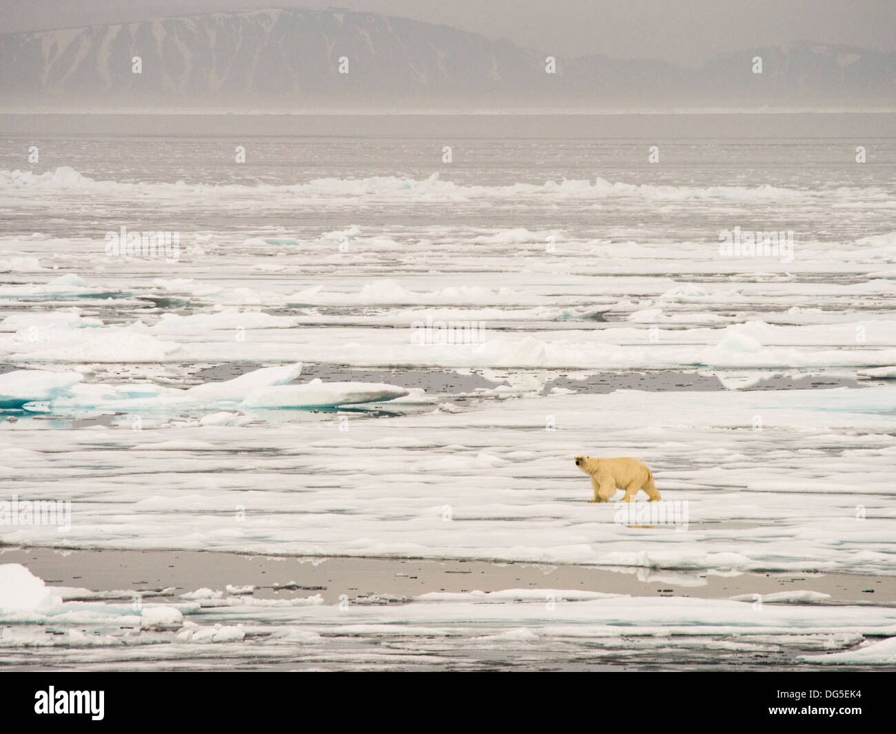 Ein Eisbär Jagd auf Robben auf faulen Meereis abseits der Nord Küste von Spitzbergen, Svalbard nur 500 Meilen vom Nordpol Stockfoto