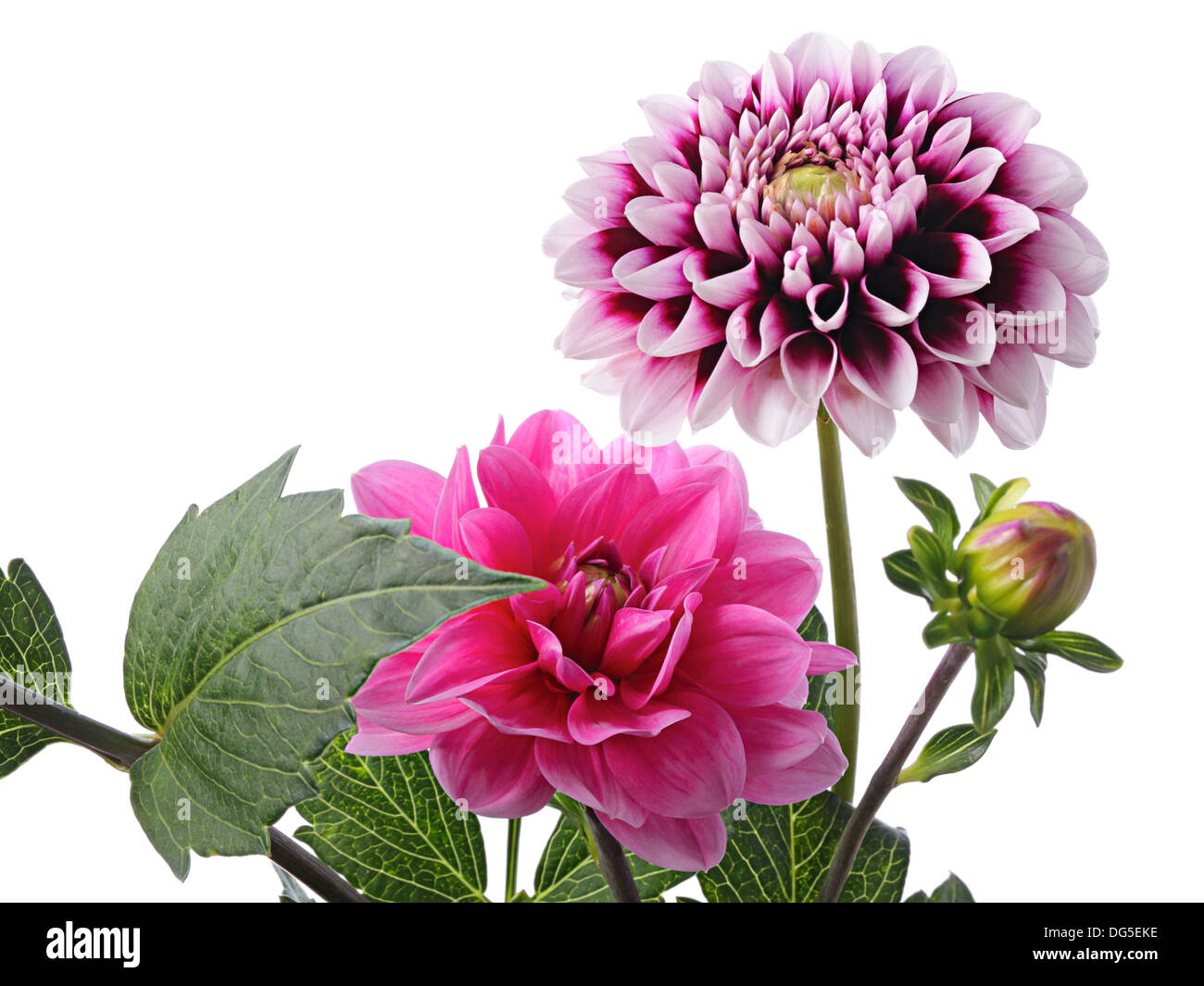 Dahlien. Rosa und weiß-lila Blüten Stockfoto