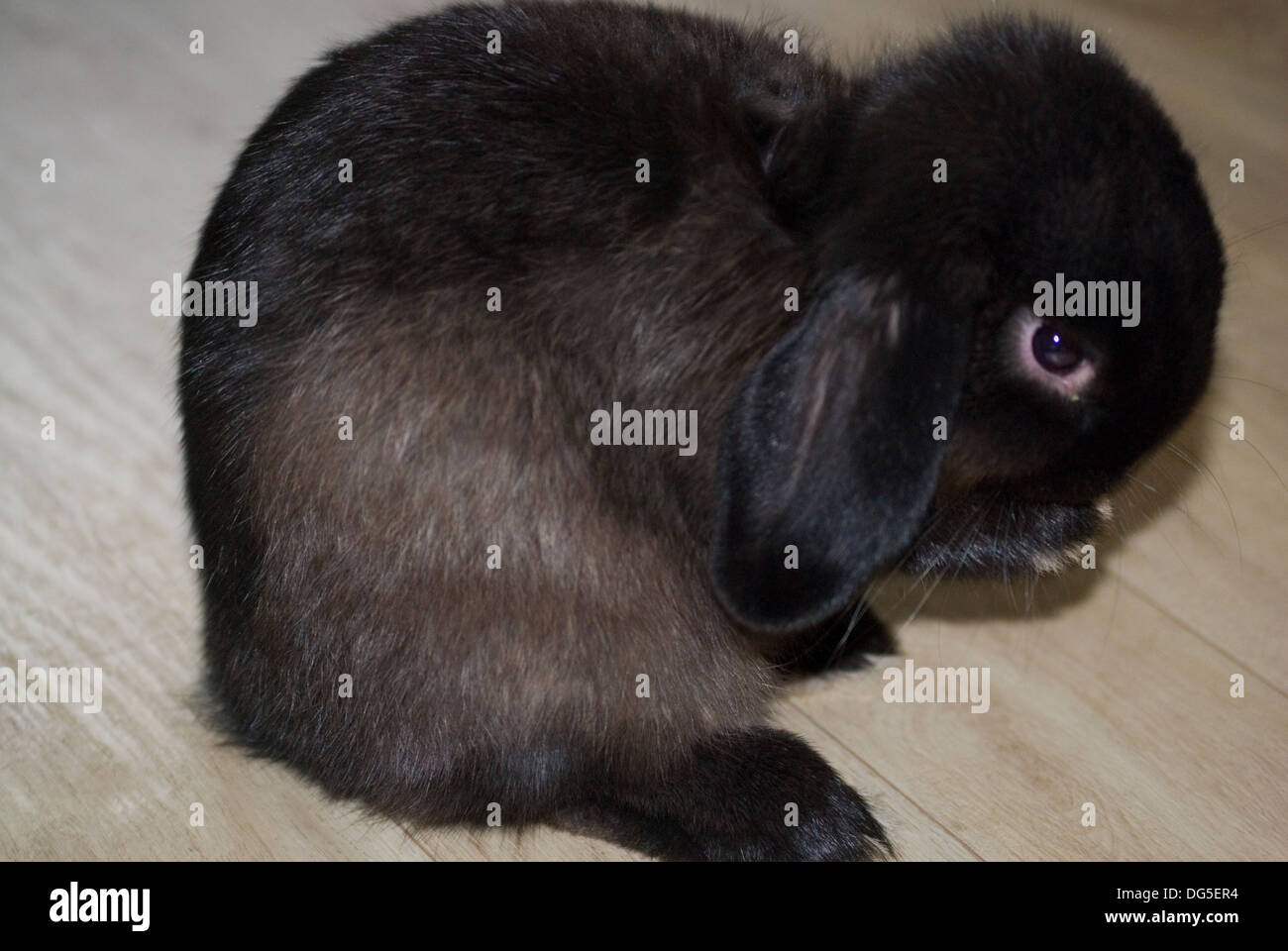 Schwarze männliche Mini lop Kaninchen Stockfoto