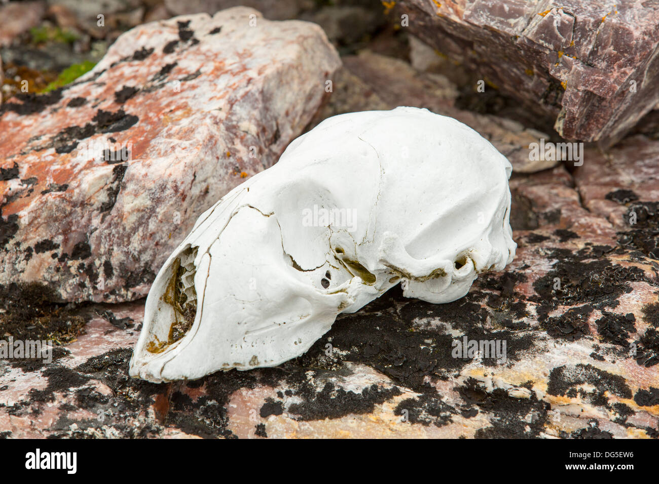 Ein Siegel Schädel, wahrscheinlich ein Eisbär töten in der Tundra im Norden Svalbard. Stockfoto