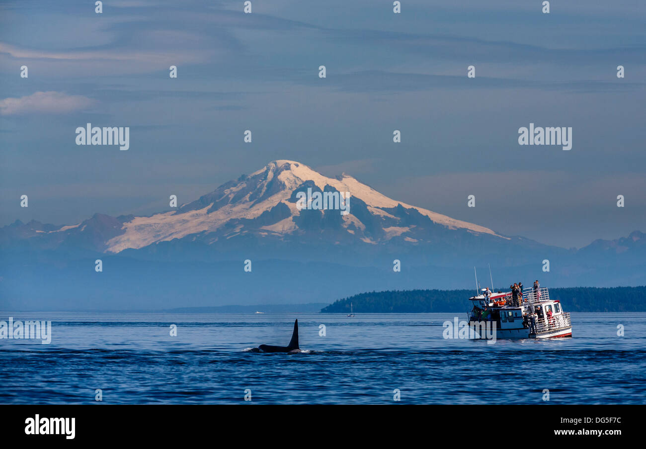 Mount Baker mit Orcas (Killerwale) und Whale watching Boot in der Strait Of Georgia, Washington, USA Stockfoto
