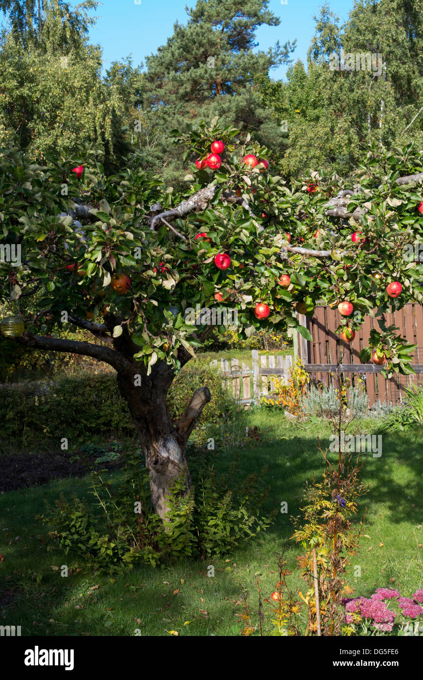 Baum mit roten Äpfeln im idyllischen Garten. Stockfoto