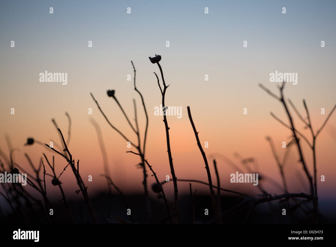 Nahaufnahme einer griechischen Pflanze. Die Natur in Griechenland ist von großer Vielfalt und es ist sehr unterschiedlich. Mehr als 6.000 Pflanzenarten Stockfoto