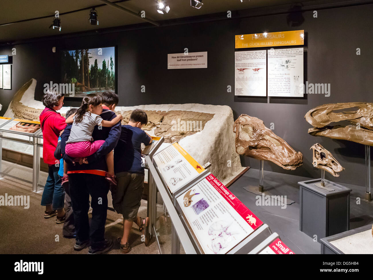 Familie sucht in der Dinosaurier-Anzeige im Museum of the Rockies, Bozeman, Montana, USA Stockfoto
