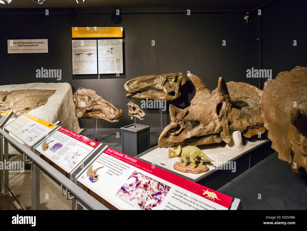 Dinosaurier-display in das Museum of the Rockies mit Triceratops Schädel im Vordergrund, Bozeman, Montana, USA Stockfoto