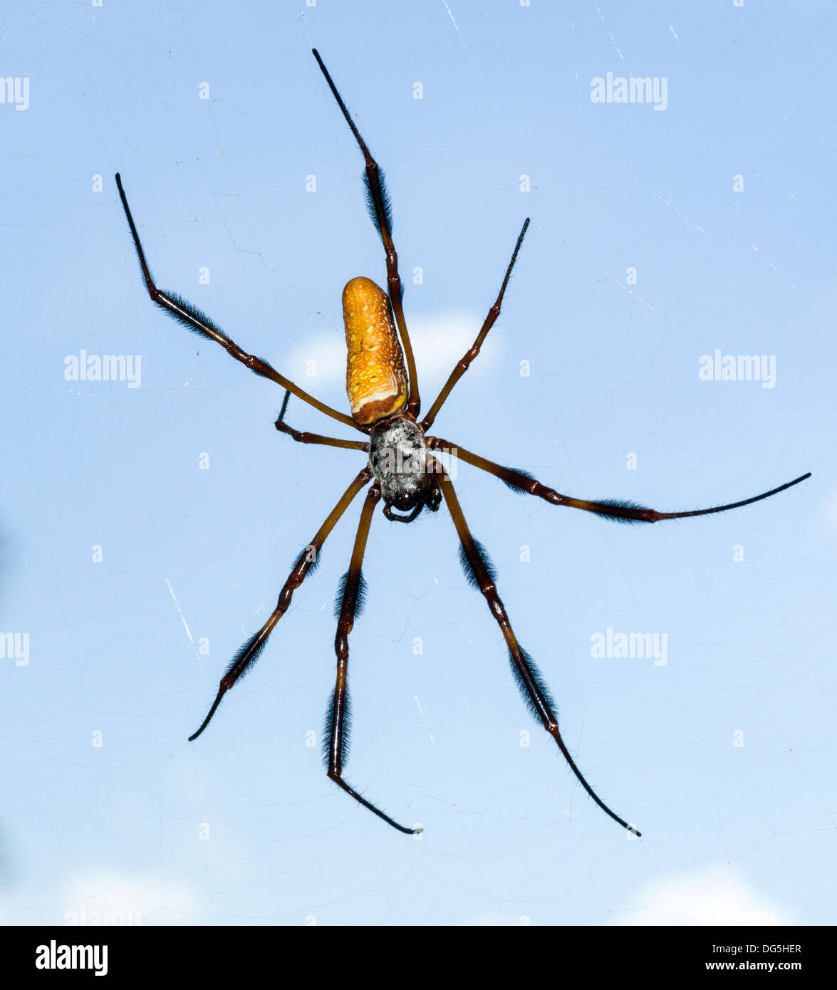 Weibliche Golden Silk Orb-Weaver / Bananenspinne (Nephila Clavipes), Zentral-Florida, USA Stockfoto