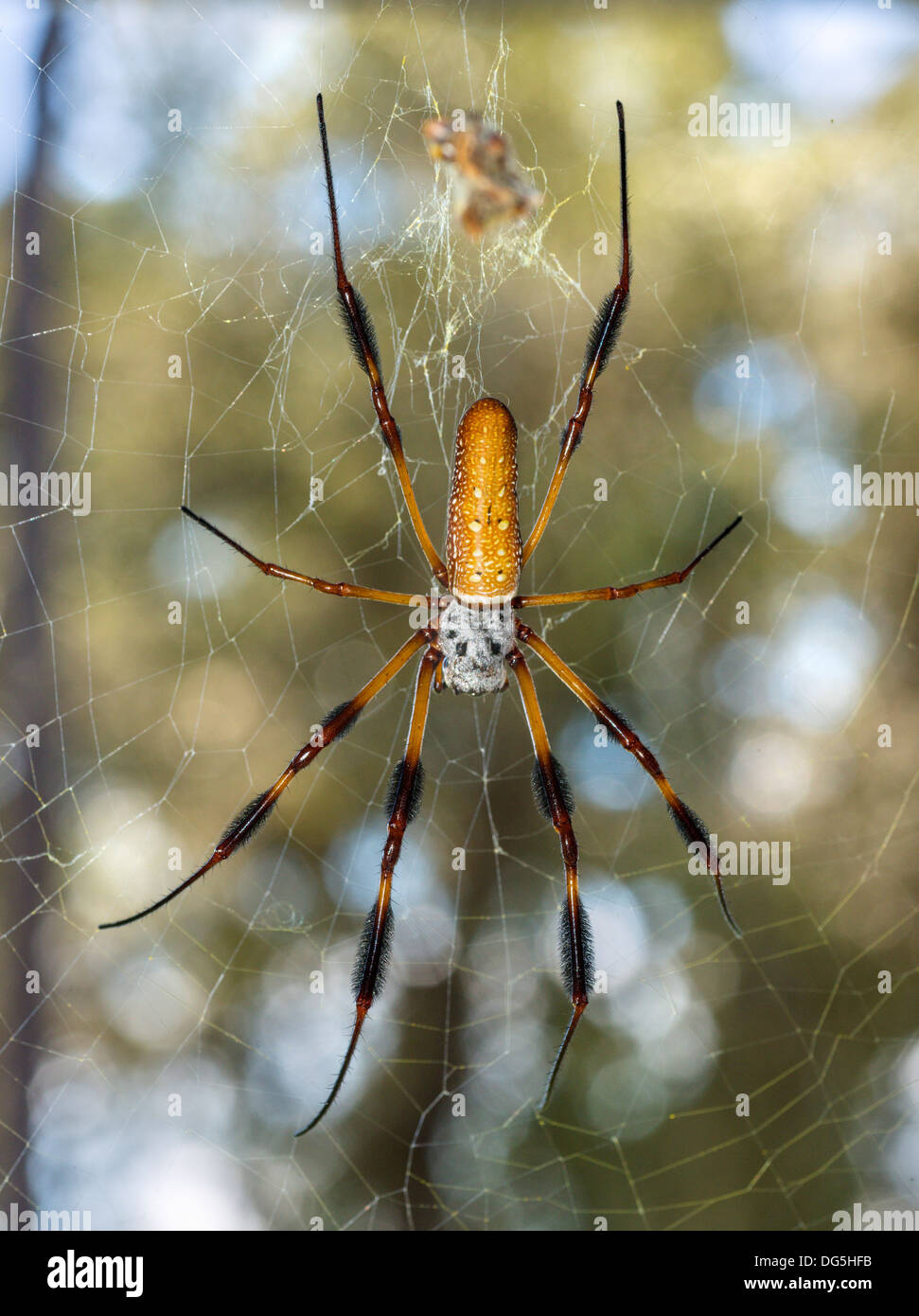 Weibliche Golden Silk Orb-Weaver / Bananenspinne (Nephila Clavipes), Zentral-Florida, USA Stockfoto