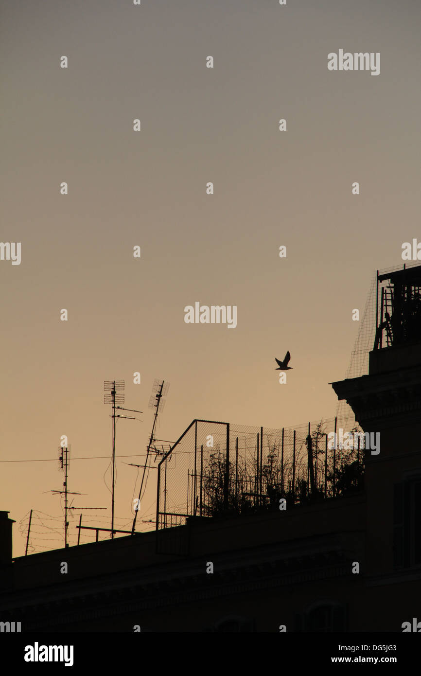 Vogel fliegt über Dächer in Rom Italien Stockfoto