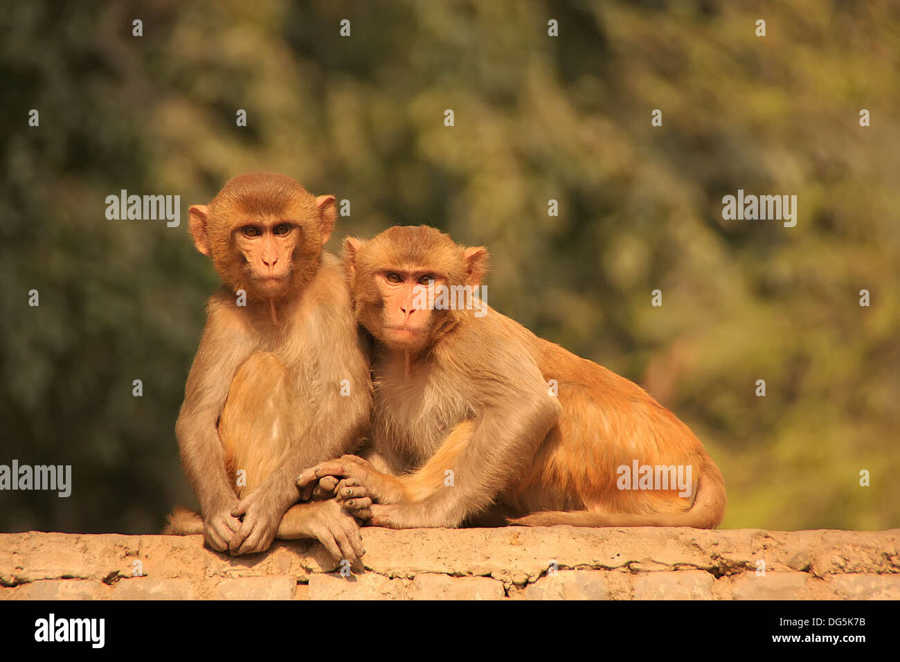 Rhesus-Makaken sitzt auf einem Zaun, Neu-Delhi, Indien Stockfoto