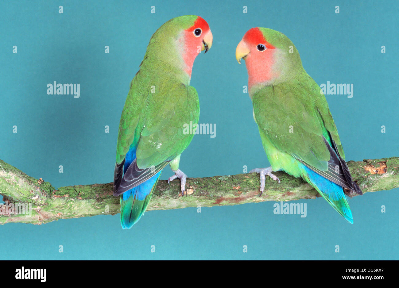 Peach Faced Lovebirds Roseicollis Fotos Und Bildmaterial In Hoher peach-faced-lovebirds-roseicollis-fotos-und-bildmaterial-in-hoher