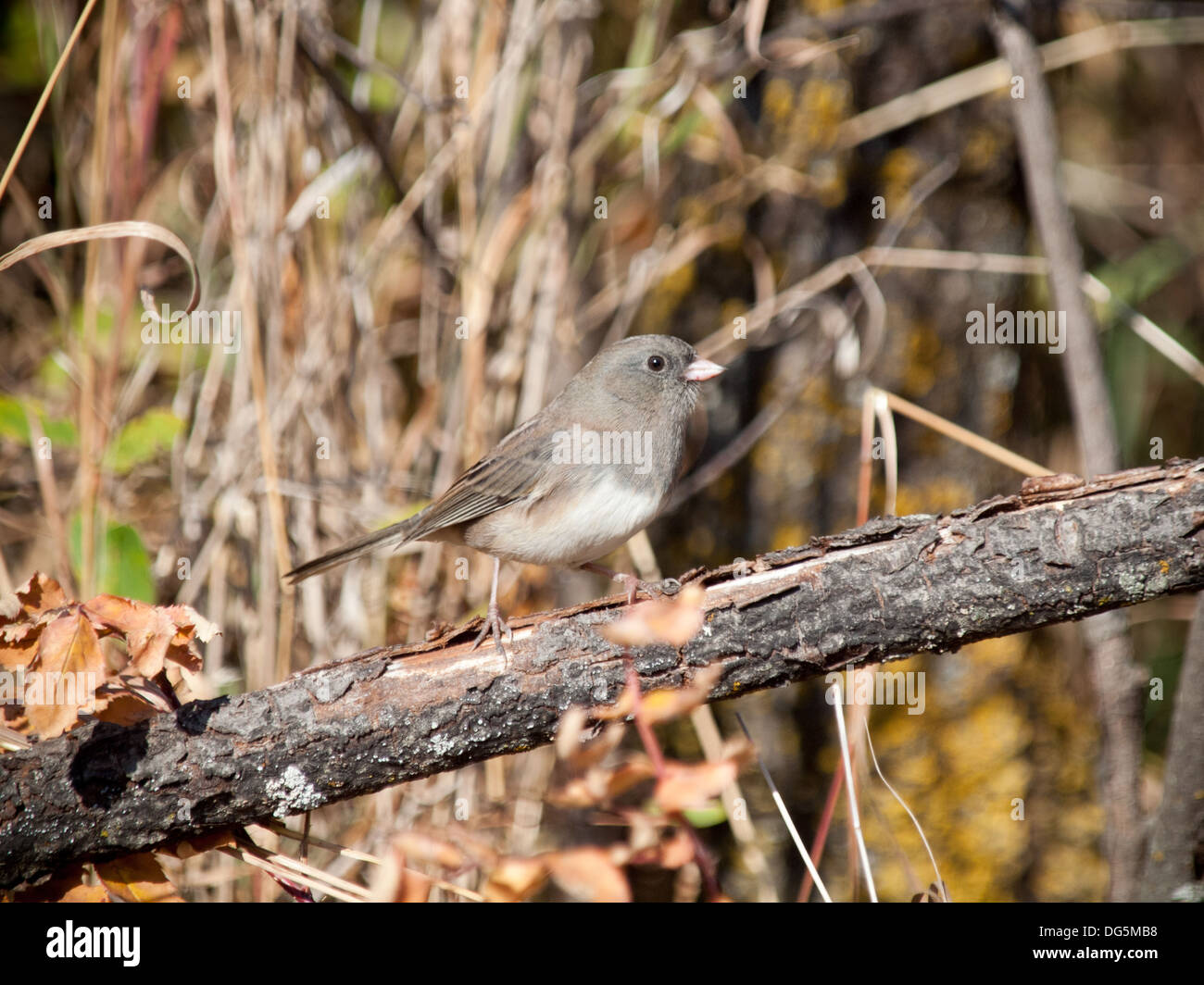 Ein dunkel-gemustertes Junco (Junco Hyemalis) sitzt auf einem Ast auf der Beaver Creek Conservation Area in der Nähe von Saskatoon, Saskatchewan, Kanada. Stockfoto