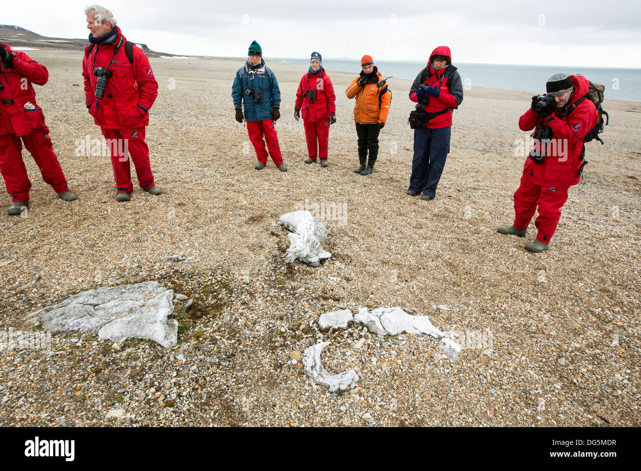 Alten Walknochen (wahrscheinlich ein Bug Kopf Wal) auf einem erhöhten Strand bei Alkefjellet 79 60̊ 36'n 18 60̊ 27' e Hinlopenstretet Friesland S Stockfoto