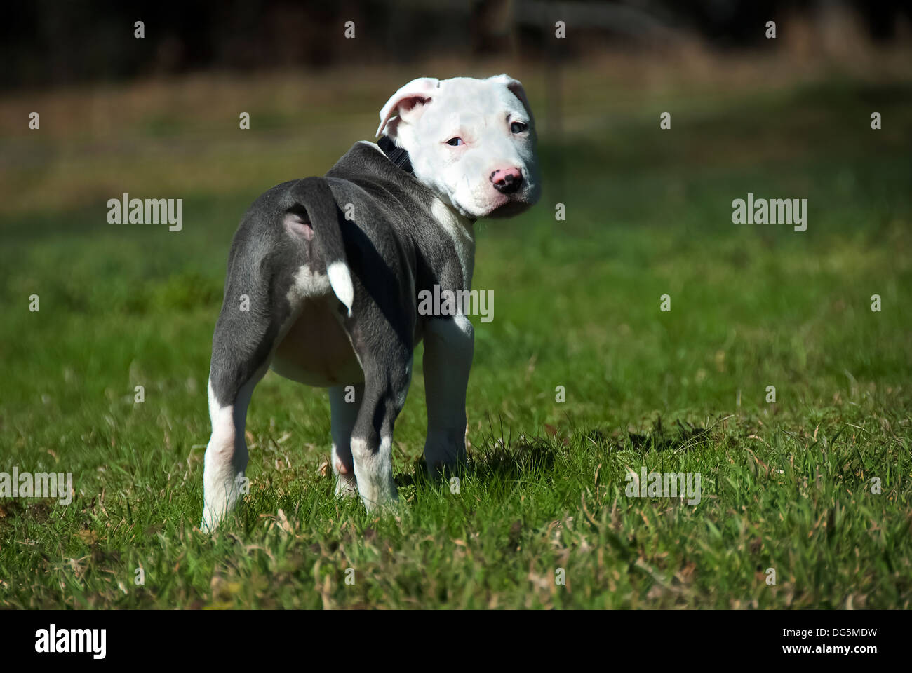 Ein Pitbull-Welpe weigert, zurückkommen Stockfoto